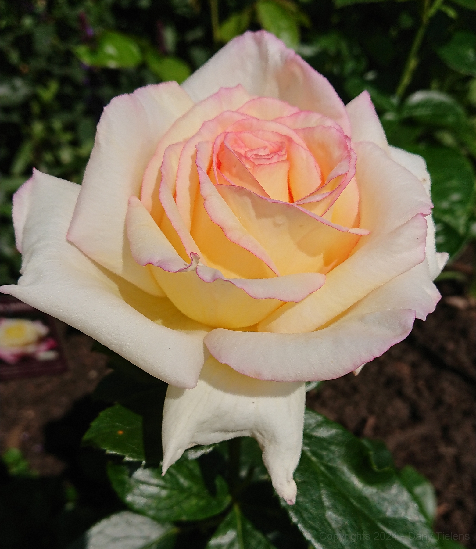 Rosa 'Souvenir de Baden- Baden' 2019 - 001.JPG
